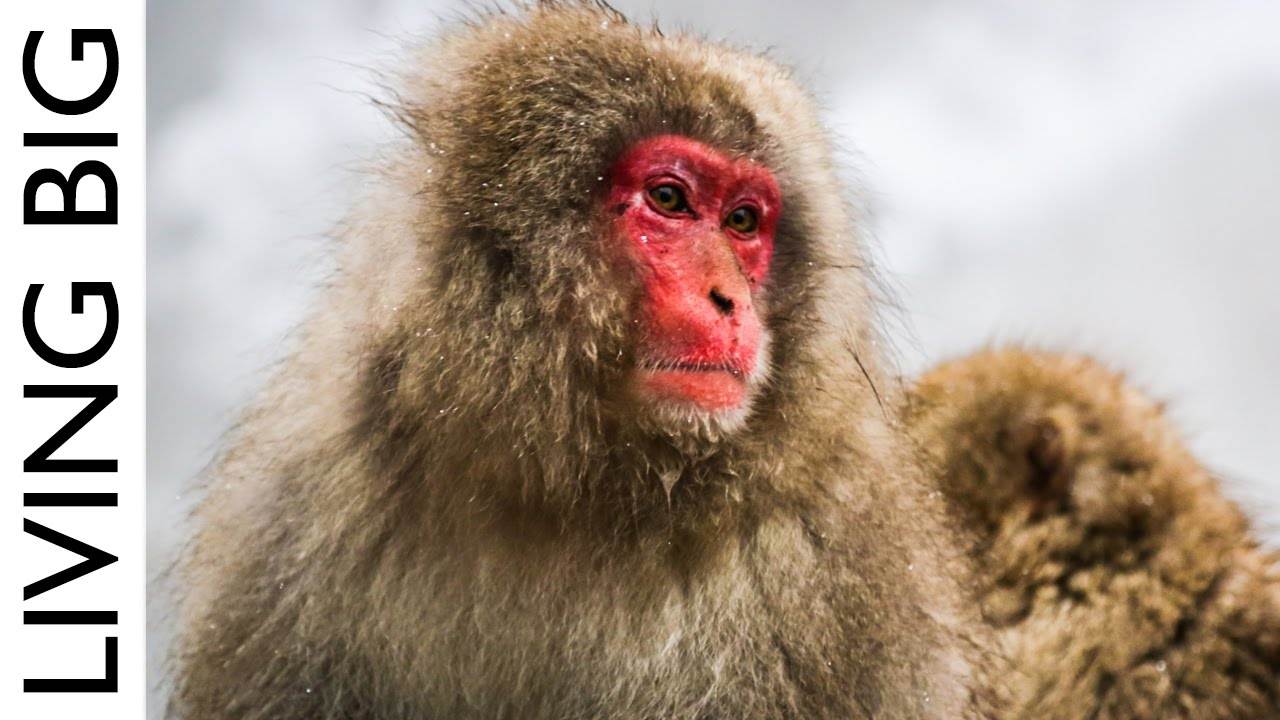 The Extraordinary Snow Monkeys Of Japan: A Captivating Experience