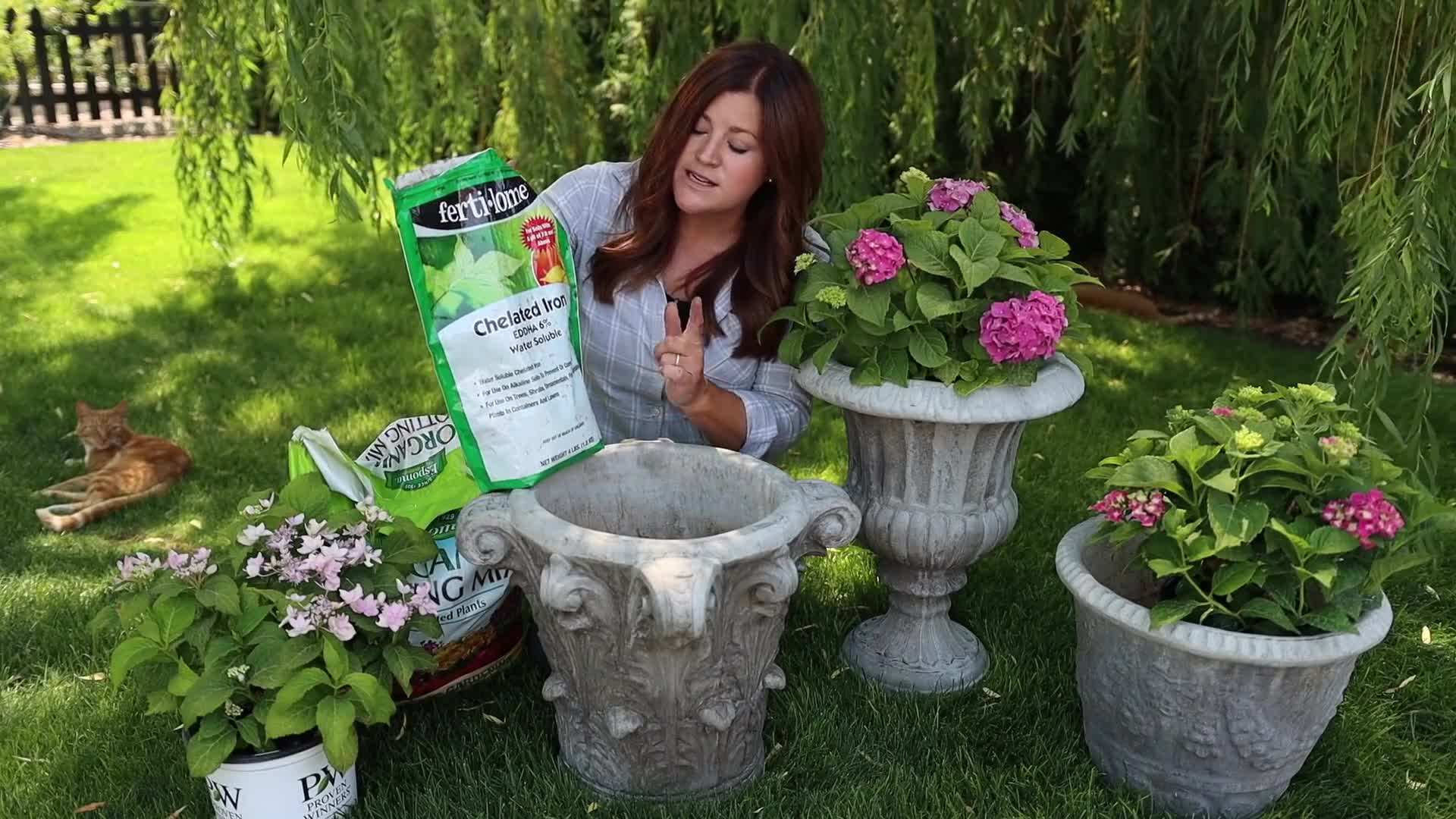 Providing winter protection for container-grown hydrangeas