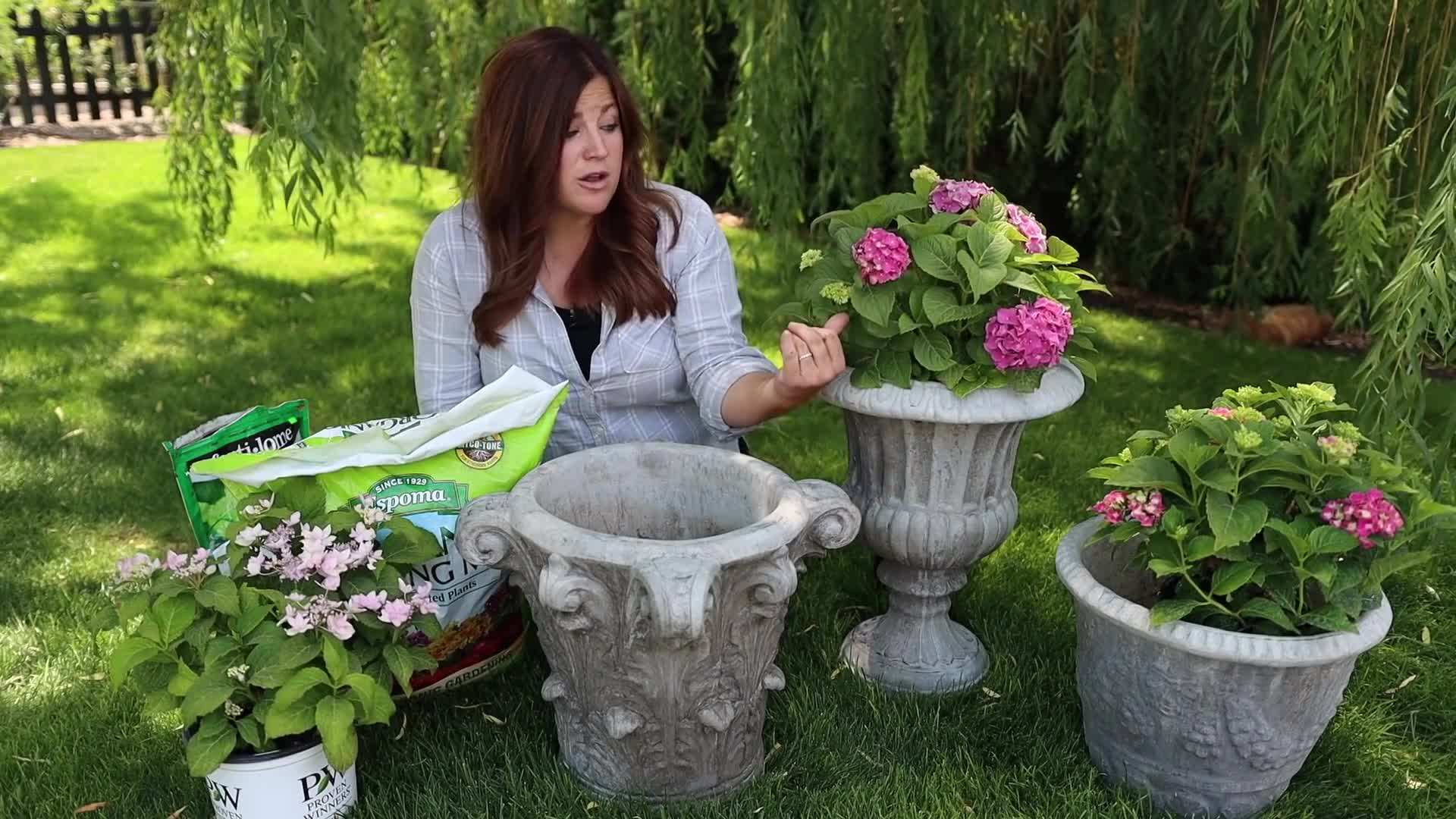 Choosing a large, sturdy container with drainage holes