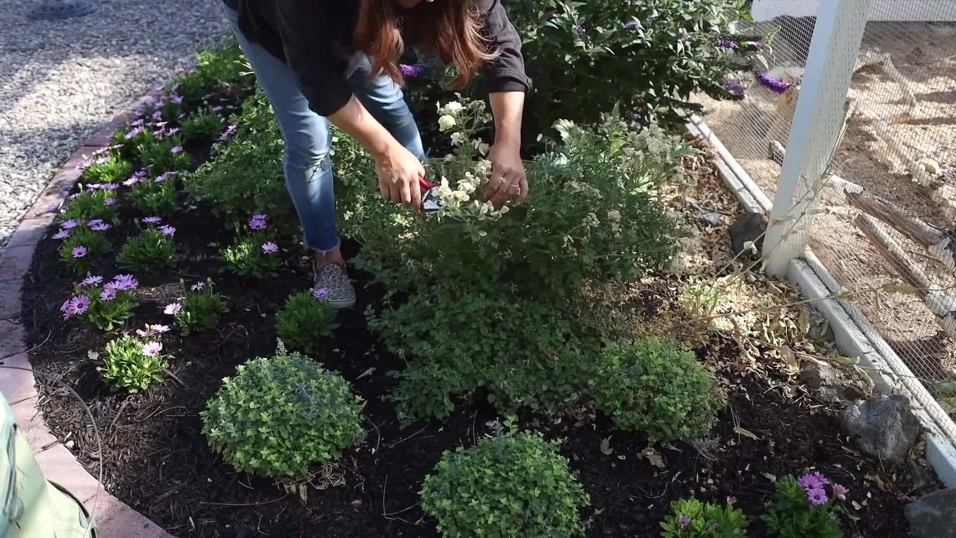 Using Felco 2 Pruners to cut back the salvia plant