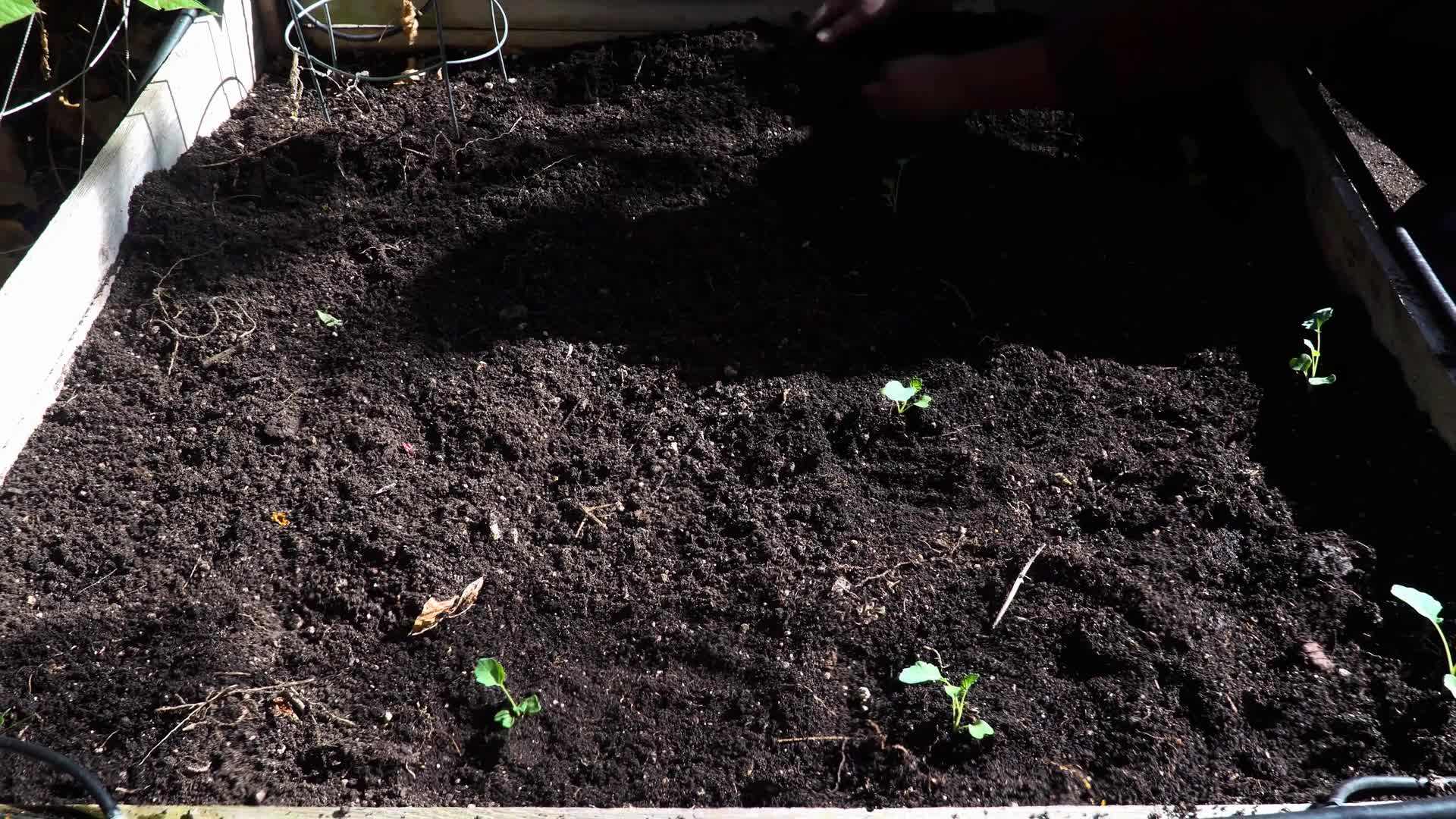 Preparing Soil for Broccoli