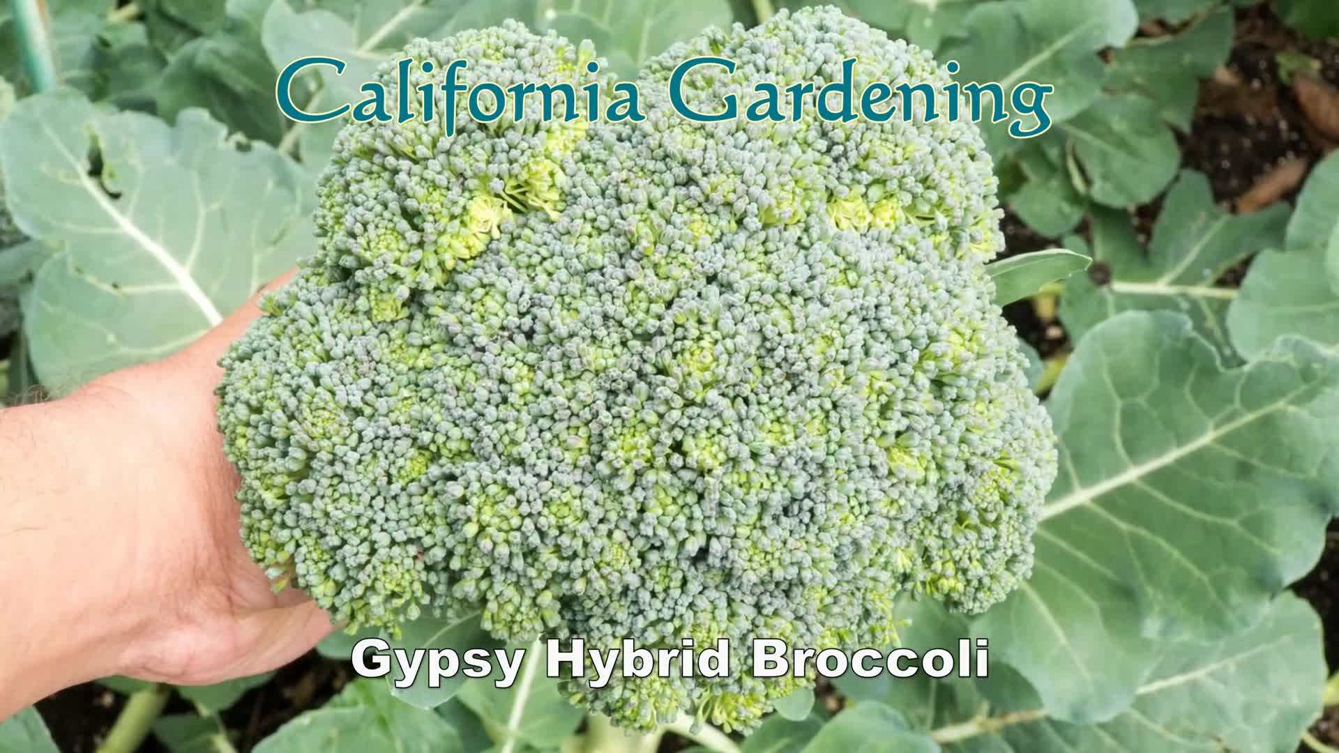 Gypsy Hybrid Broccoli Plant