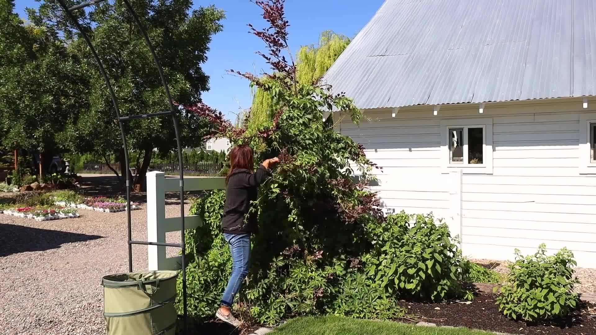 Deadheading the old flower spikes on the salvia plant