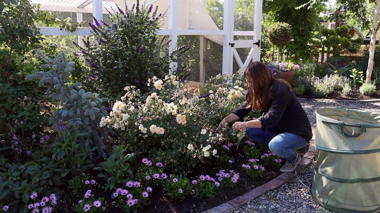 Taking Care of Your Garden: Tips for Cutting Back Salvia, Deadheading Roses, Baiting for Earwigs, and Virginia Creeper Removal