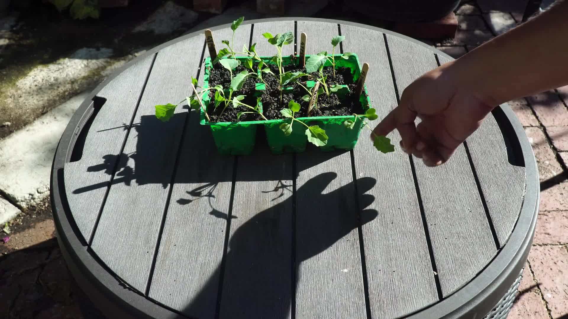 Mature Gypsy Hybrid Broccoli Heads