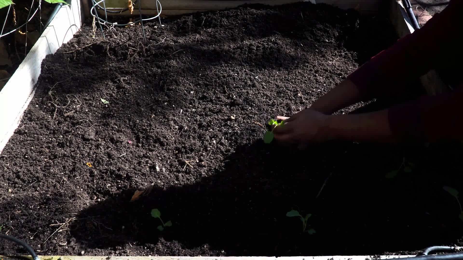 Broccoli Seedlings