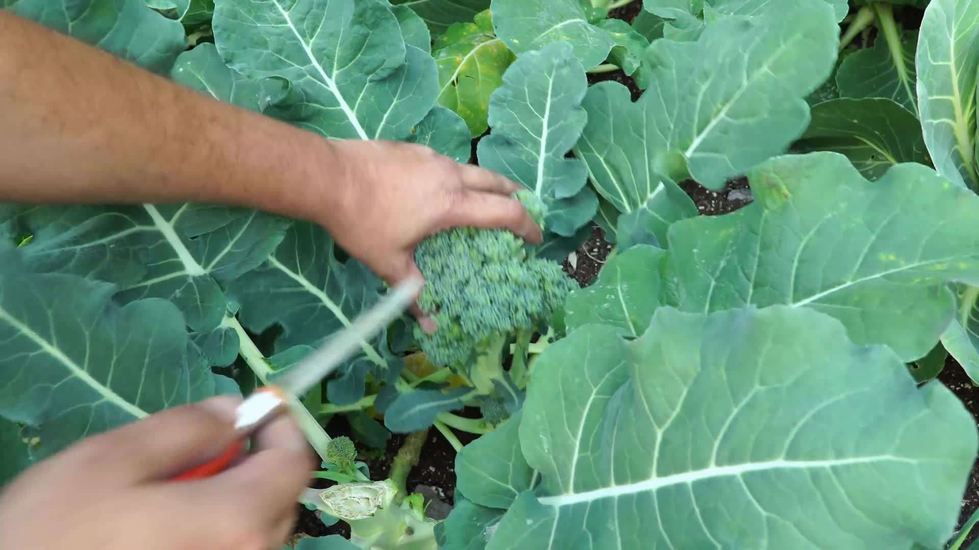 Applying Fertilizer to Broccoli Plants