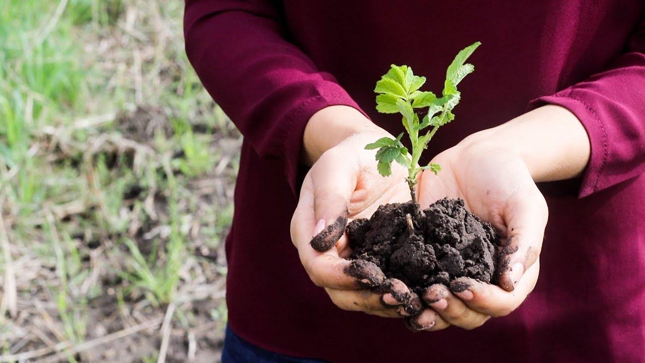 Making a Big Difference: Small Changes for a Healthier Planet