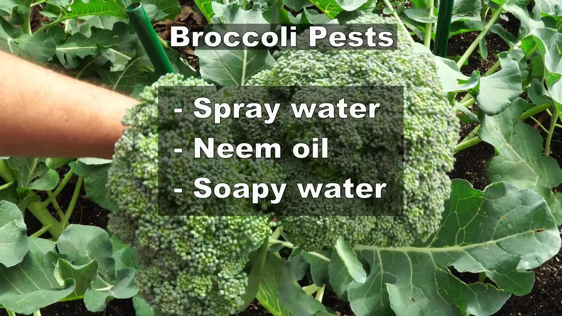 Watering Broccoli Plants