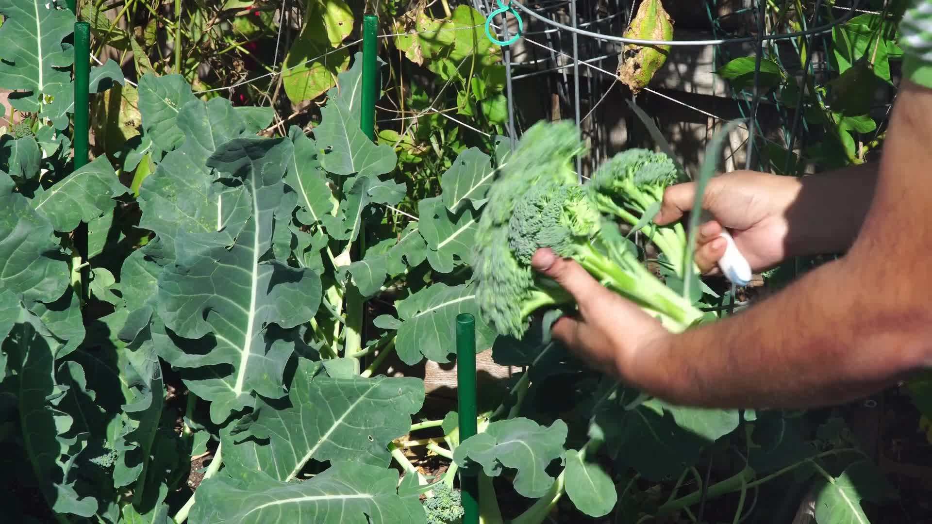 Applying Mulch to Broccoli Plants