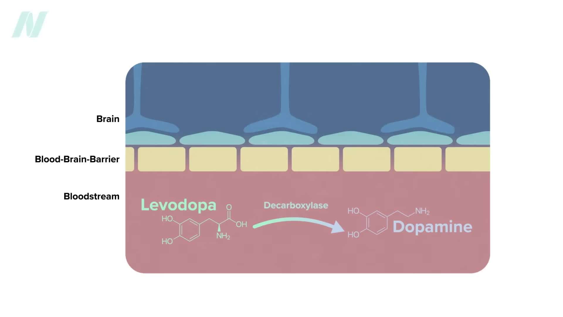 Velvet beans contain levodopa, a precursor to dopamine