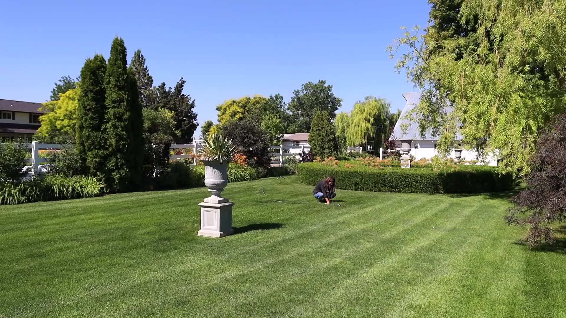 Trimming the salvia plant to shape it and remove overgrown stems