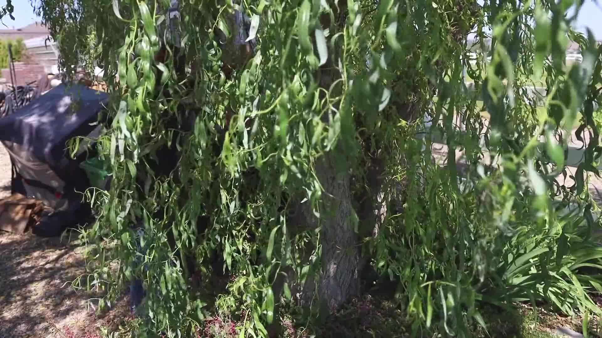 Properly deadheading a rose bush
