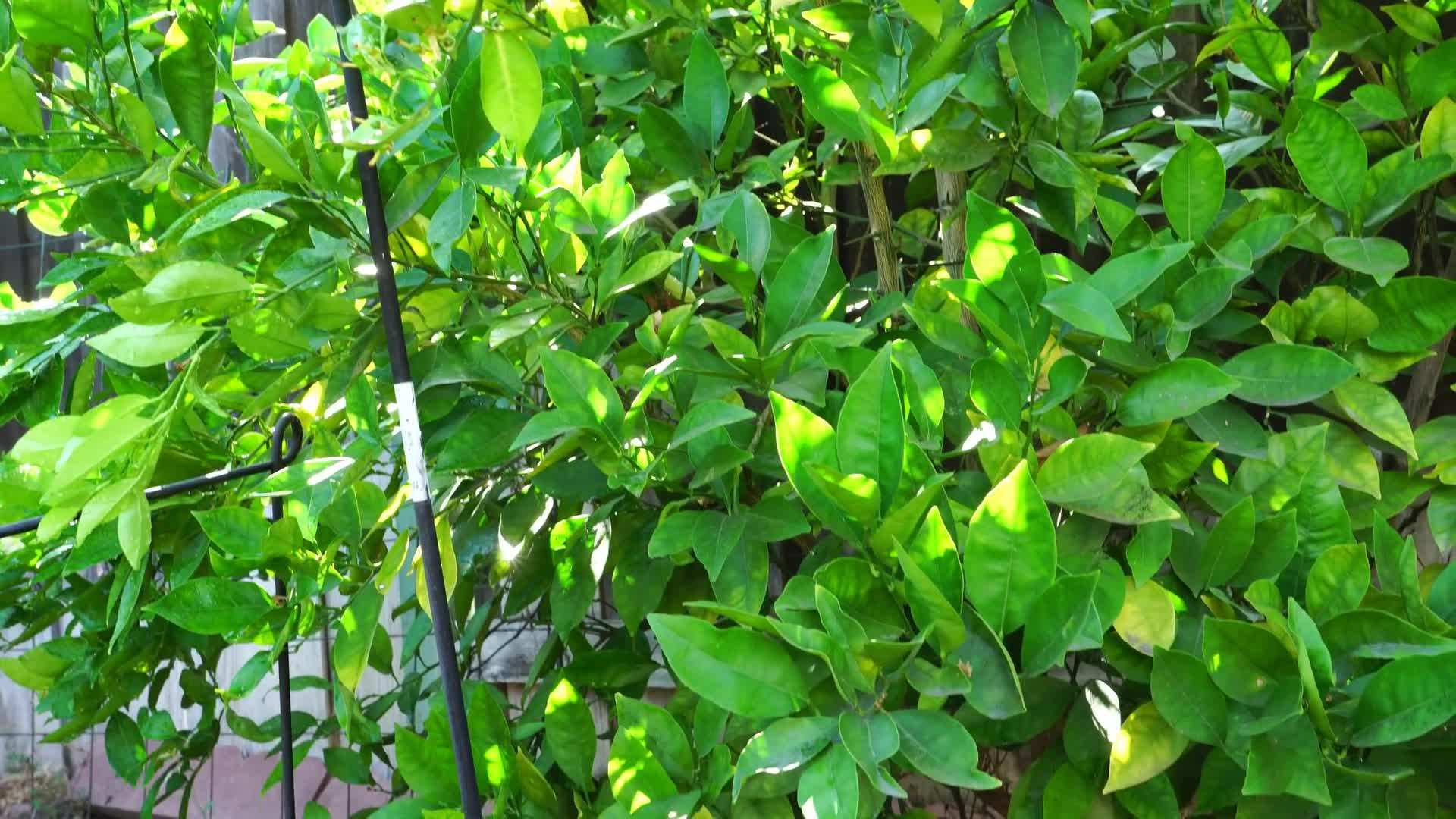 Mulching Helps Retain Moisture and Control Weeds