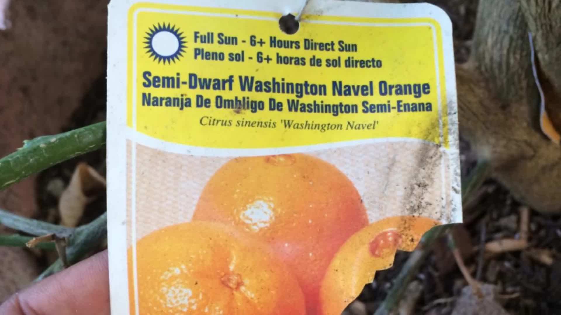 Choosing a Sunny Location for Your Washington Navel Orange Plant