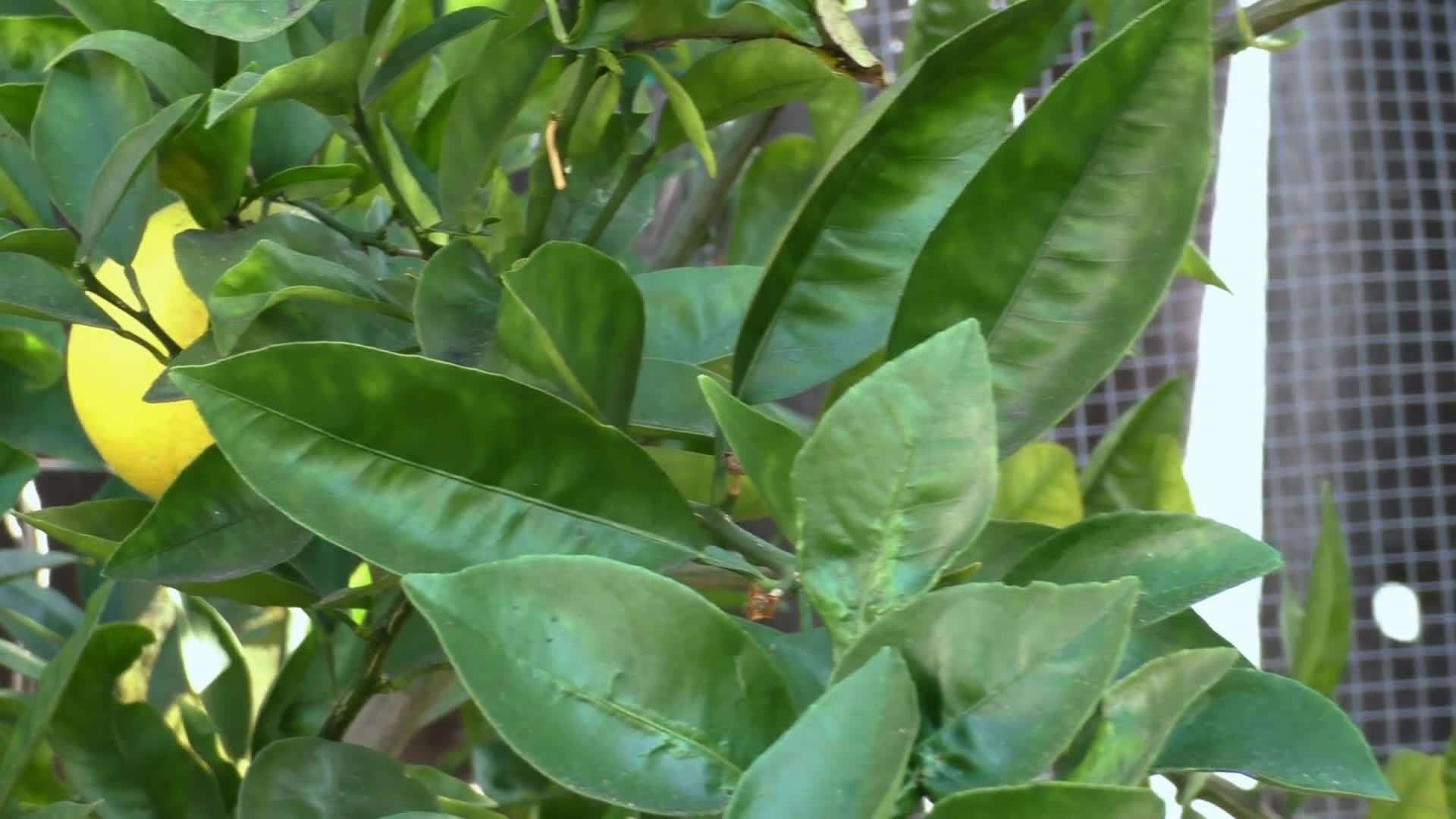 Well-Drained Soil is Essential for Orange Tree Growth