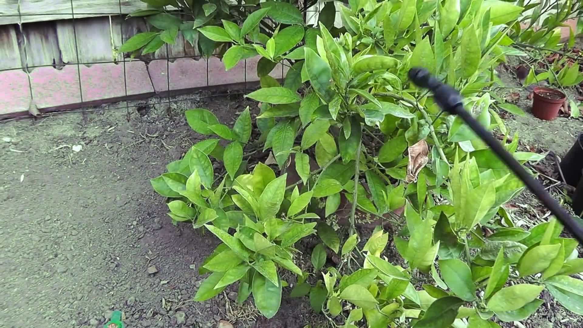 Harvesting Sweet and Juicy Washington Navel Oranges
