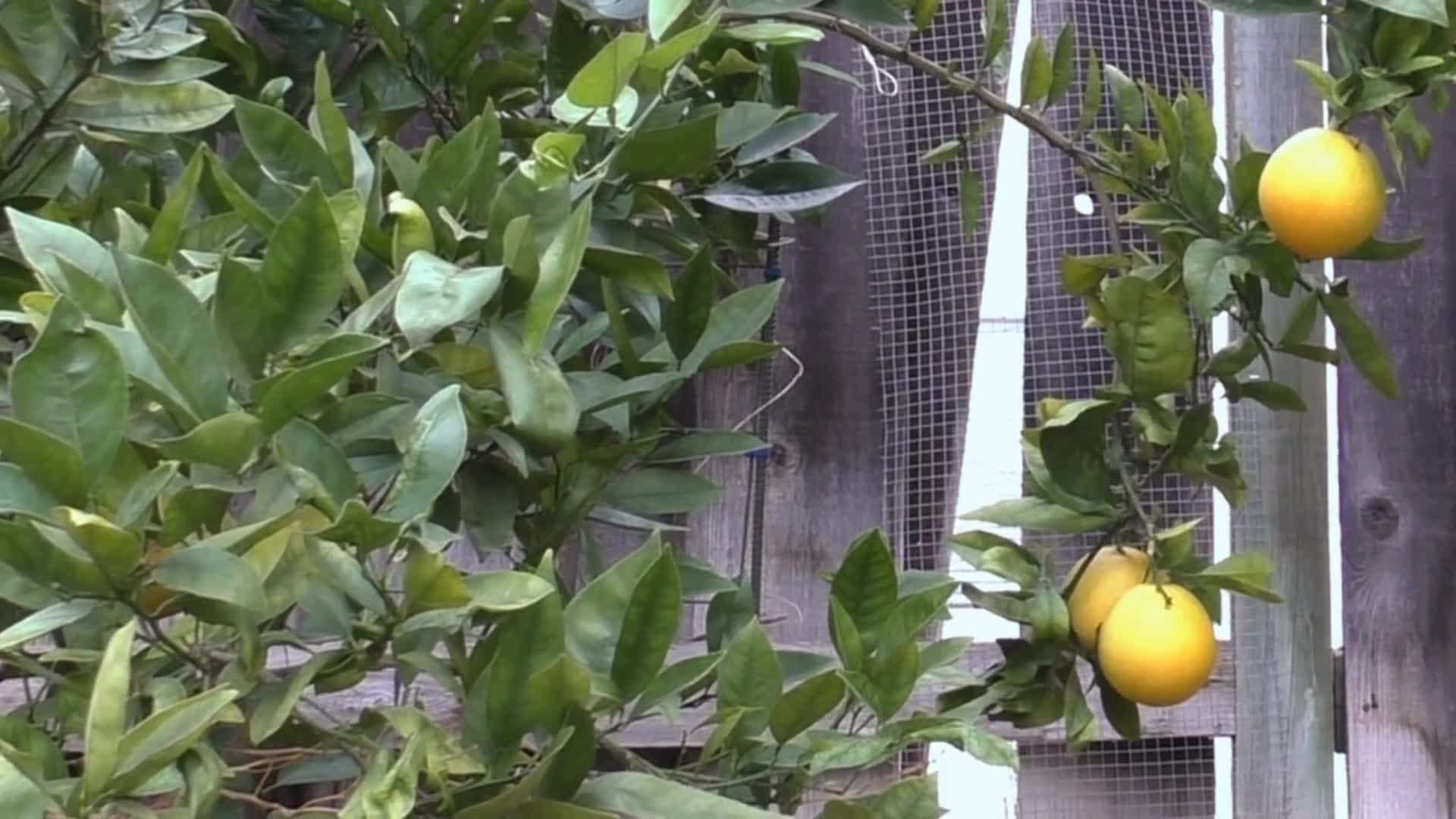 Consider the Space Needed for Your Orange Tree