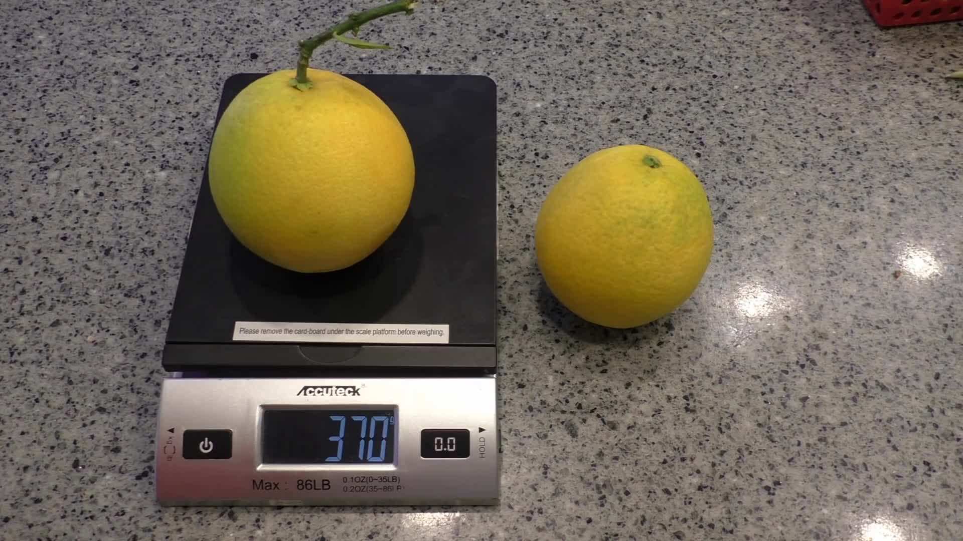 Proper Planting Technique for Washington Navel Orange Trees