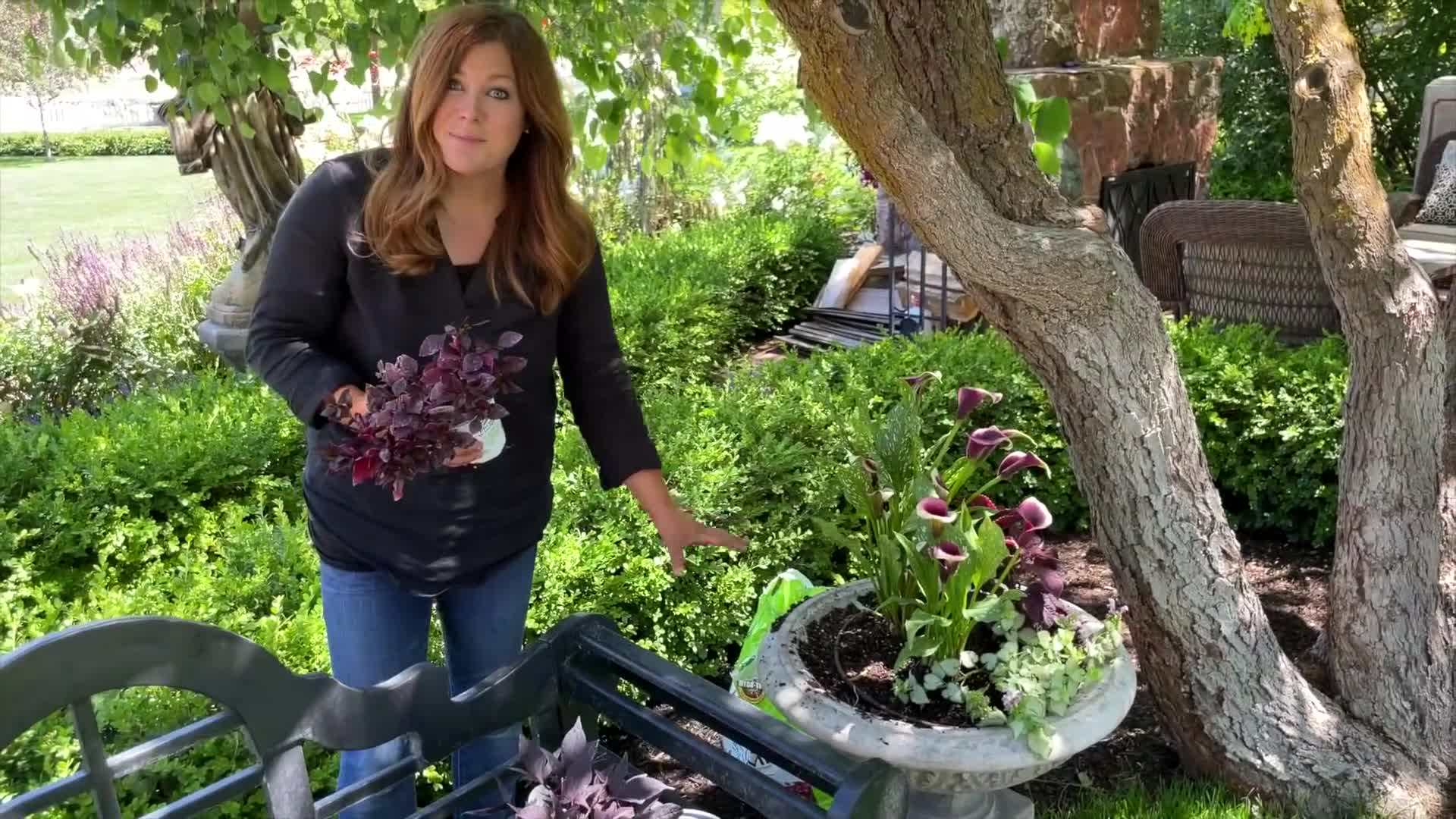 Purple Chablis™ Lamium