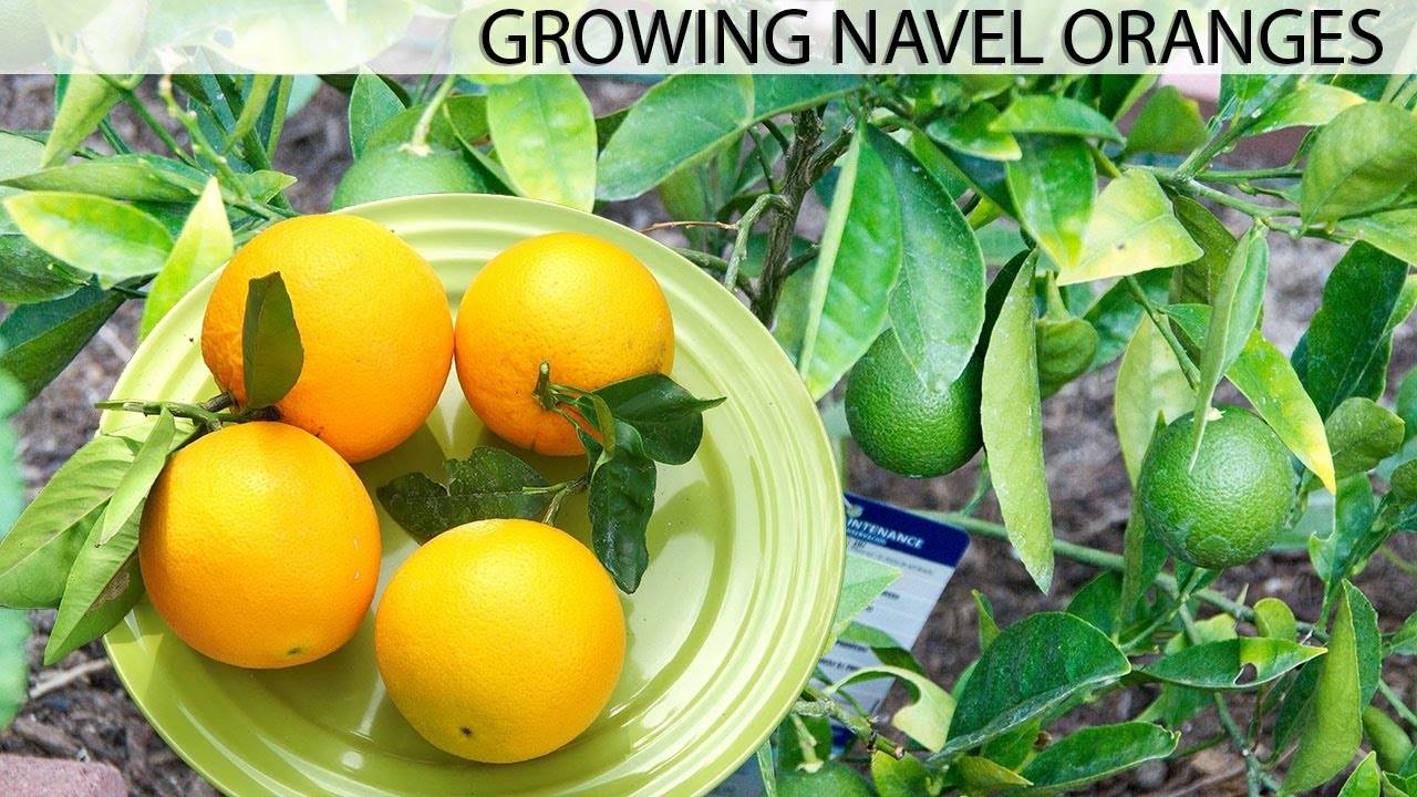 Growing The Best Oranges - Washington Navel Orange: A Comprehensive Guide