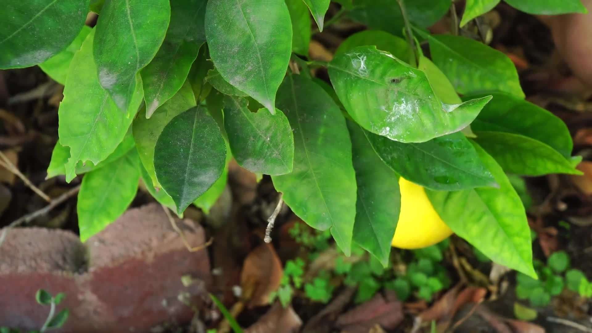 Regular Watering and Fertilizing for Healthy Orange Trees