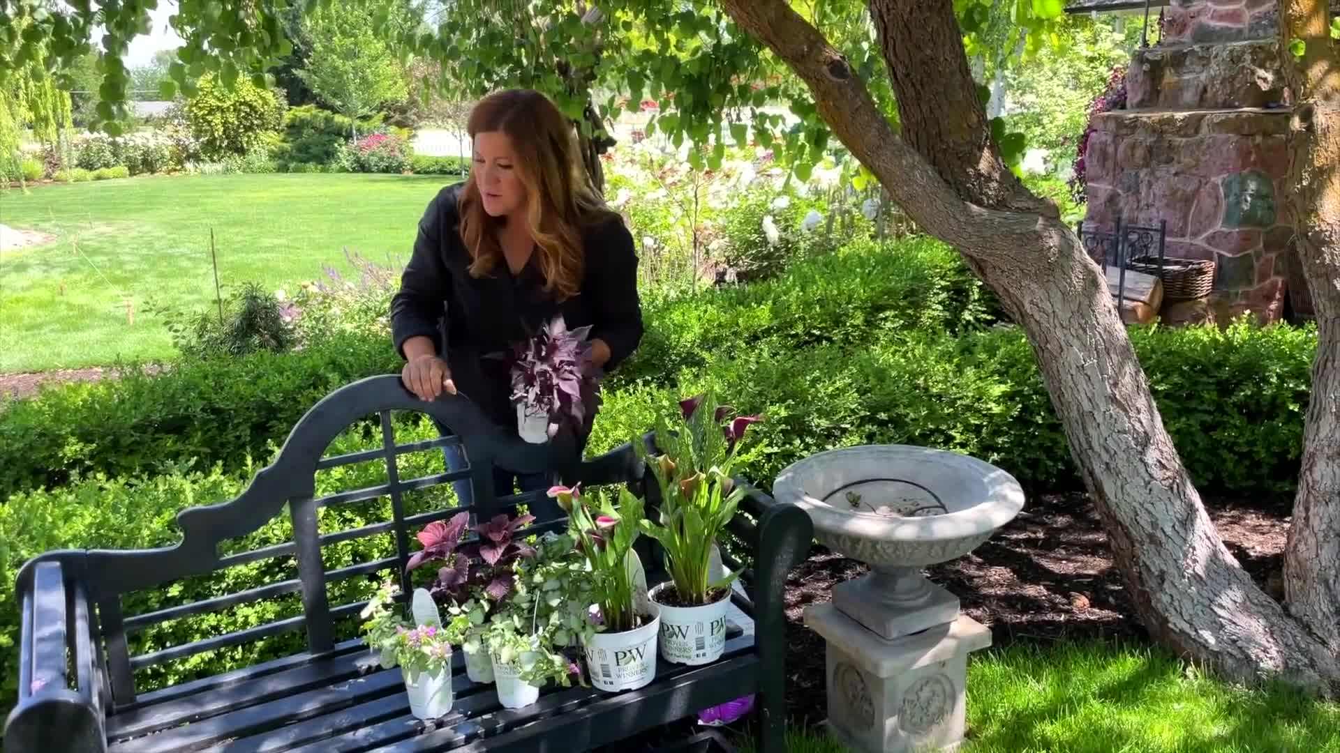 Be My™ Prince Calla Lily