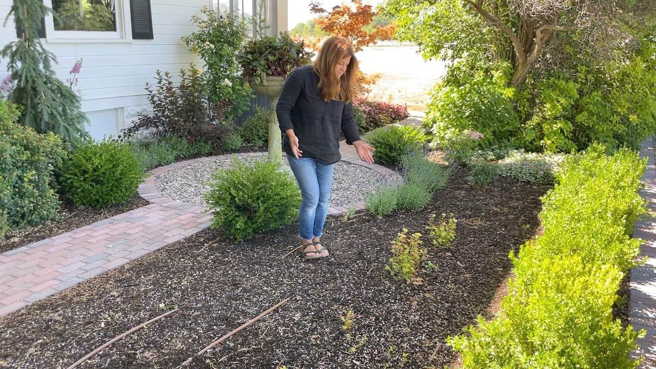 Starting Over with a Hedge of Hydrangeas: Mistakes and Tips