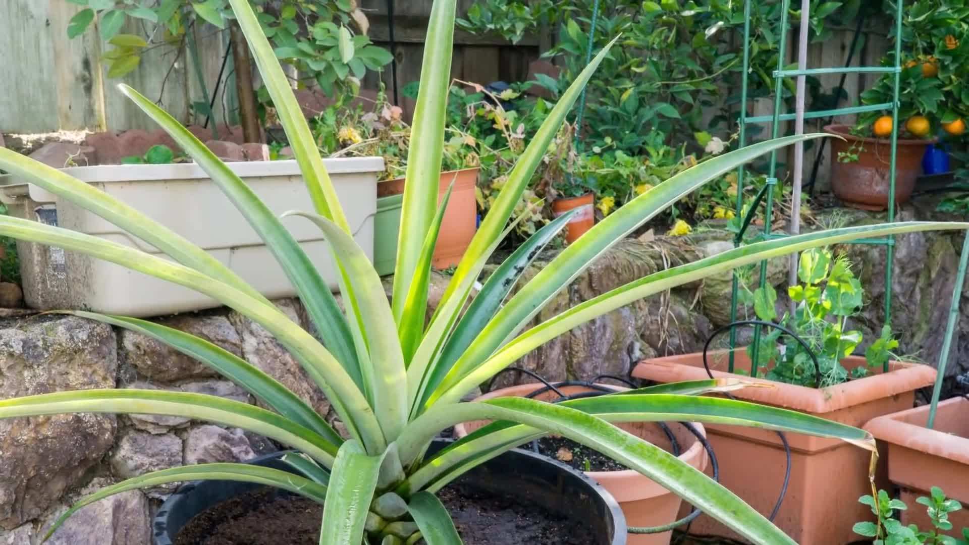 Image of gift cards to represent the giveaway