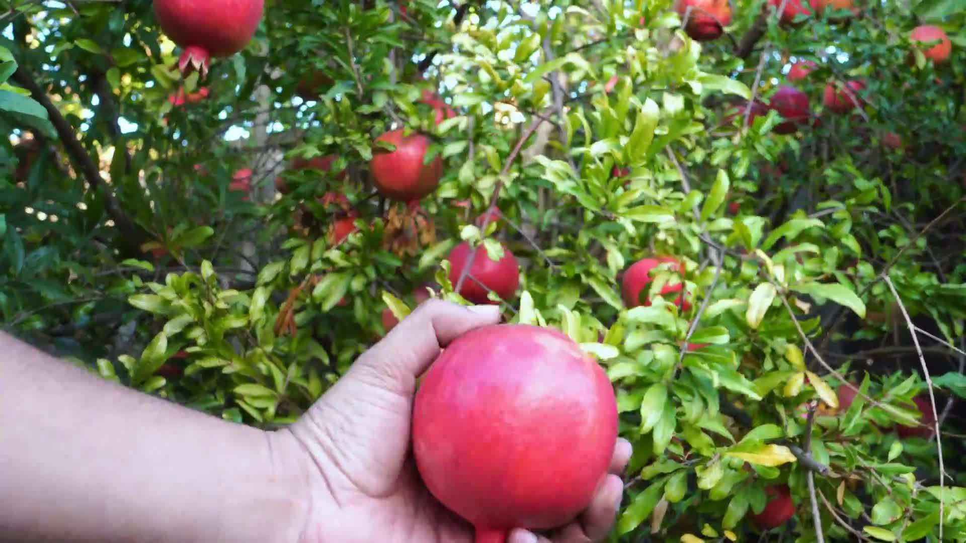 Wonderful Pomegranate Tree