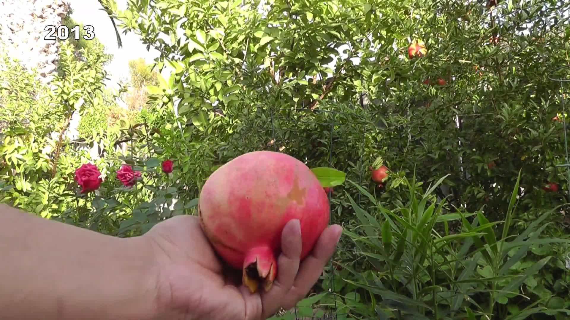 Choosing the Right Pomegranate Variety