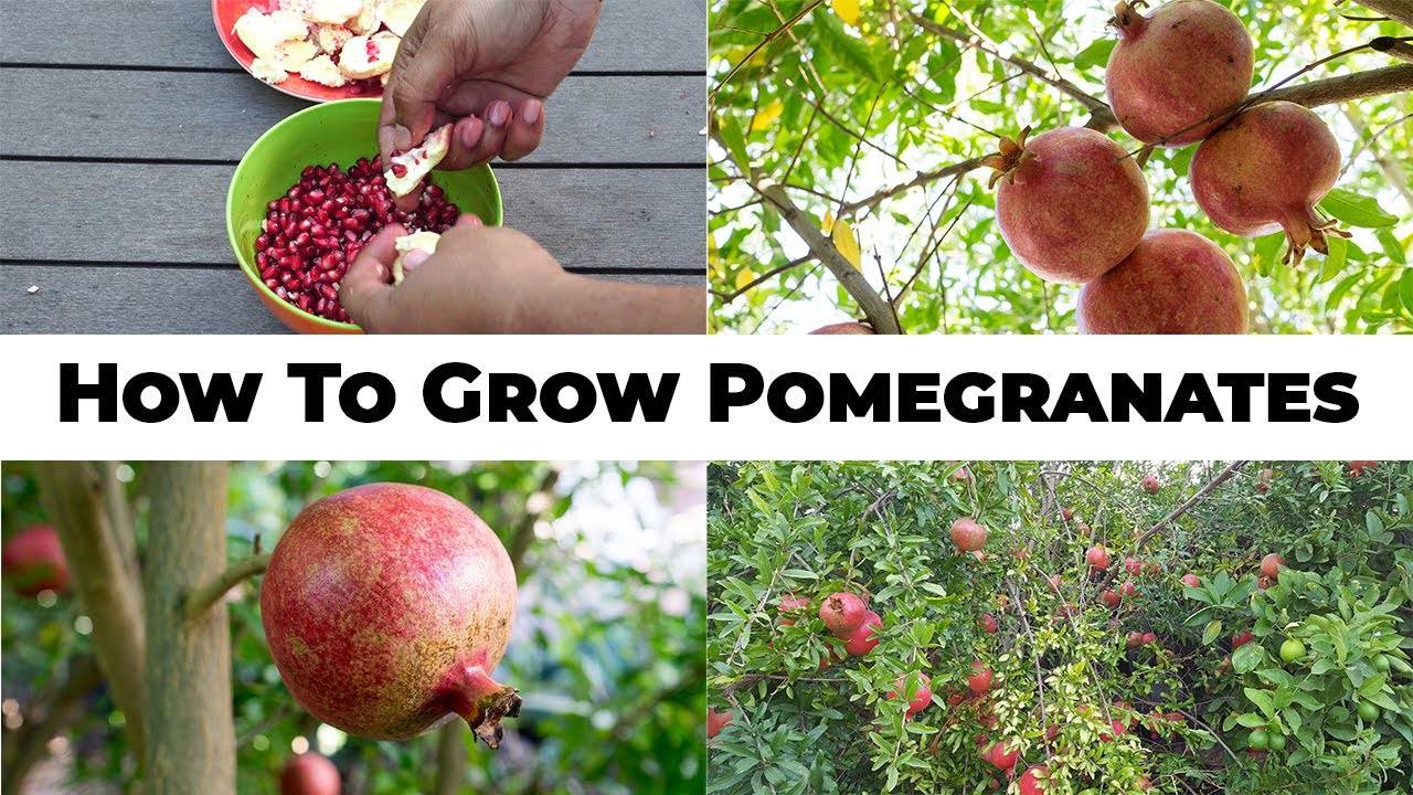 5-Year Pomegranates: A Guide to Growing Wonderful Pomegranates and Pomegranate Tree Care