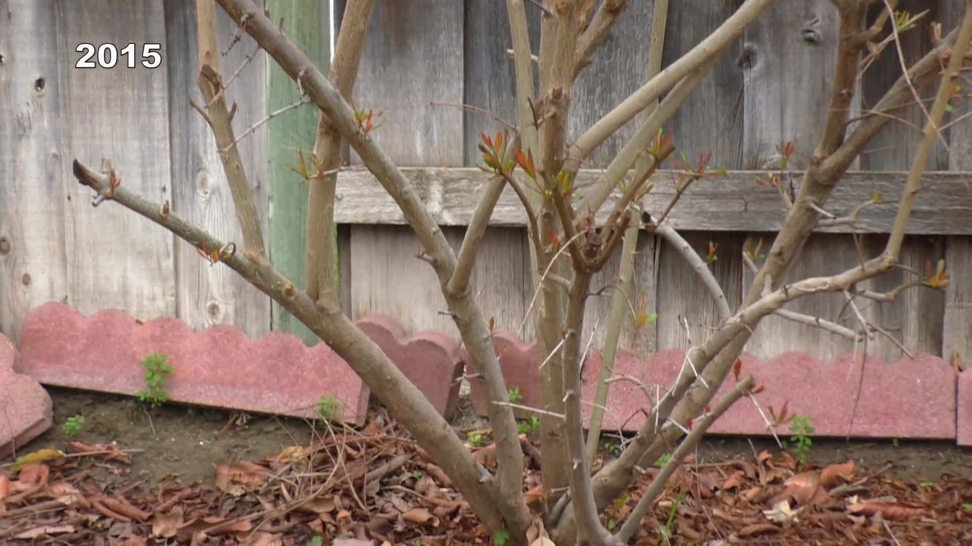 Planting a Pomegranate Tree