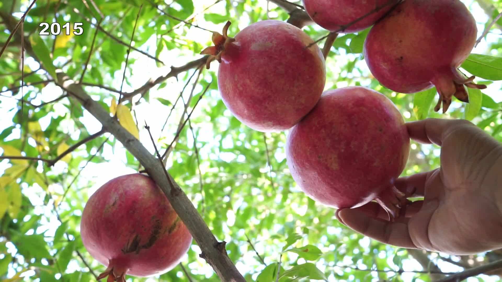 Pruning a Pomegranate Tree