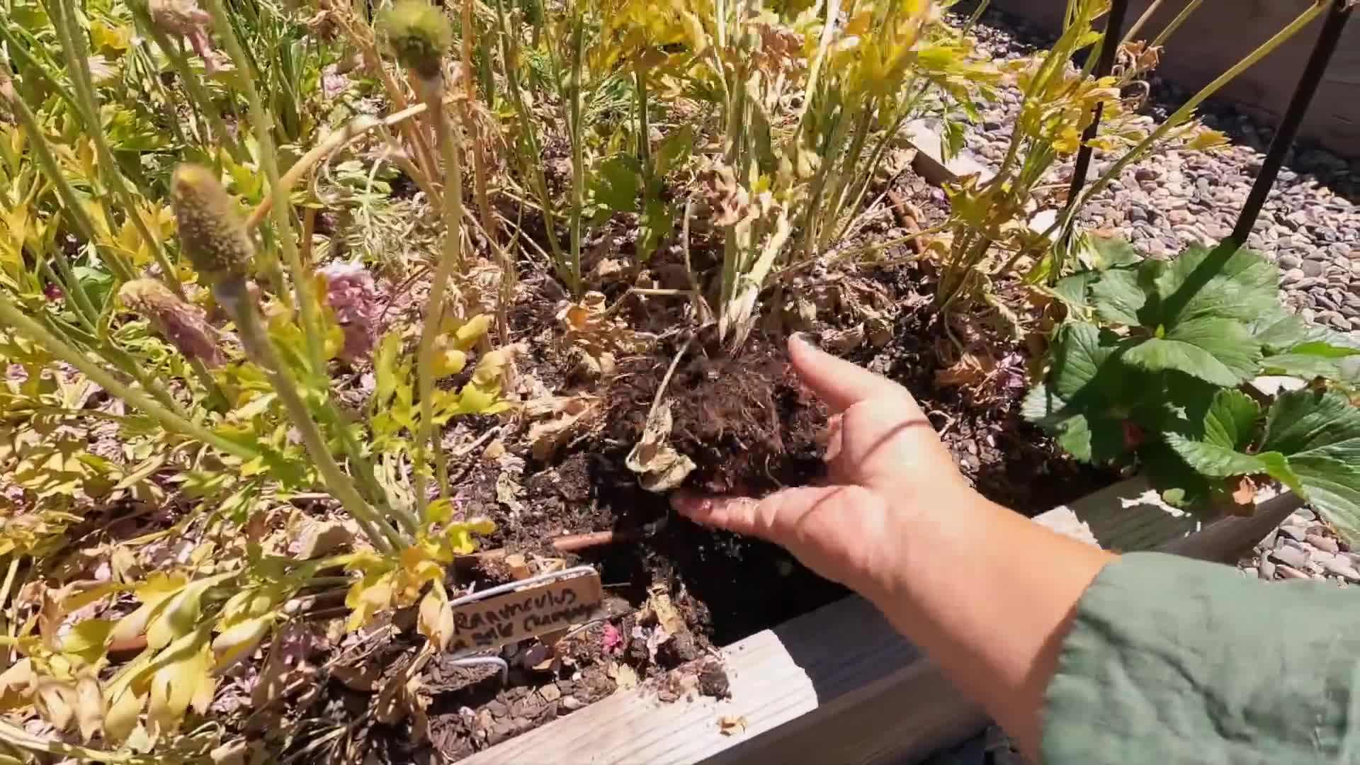 Bio-tone Starter Plus