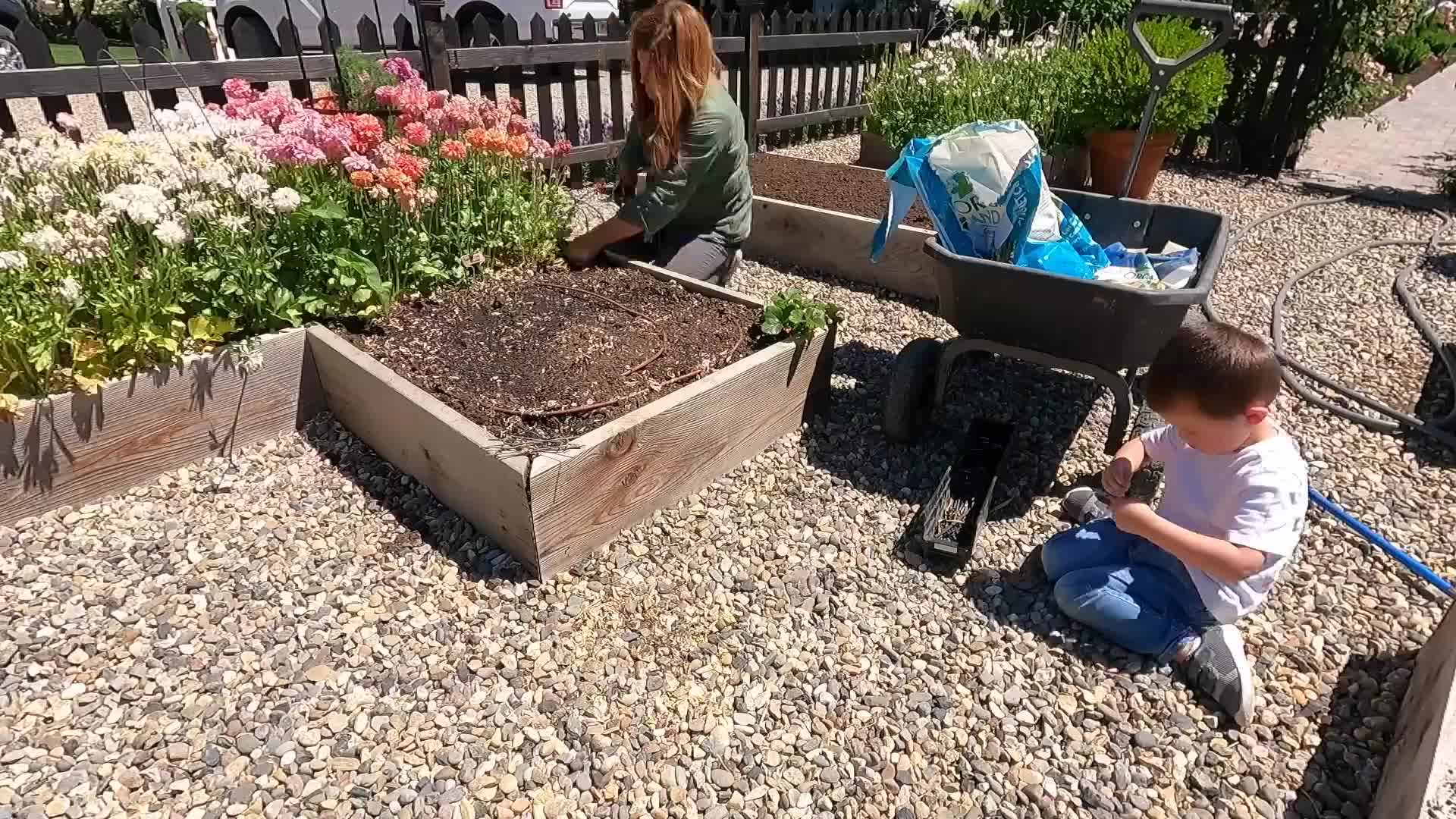 Protecting seeds with bird netting