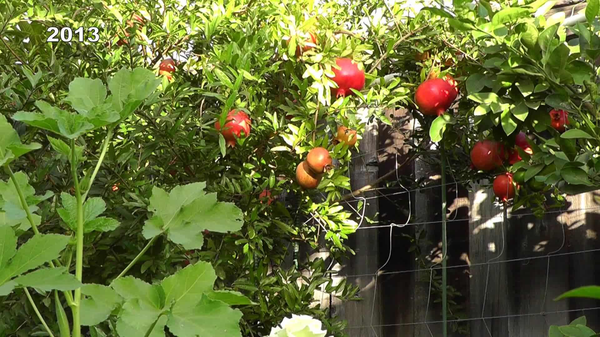 Ideal Location for Pomegranate Tree