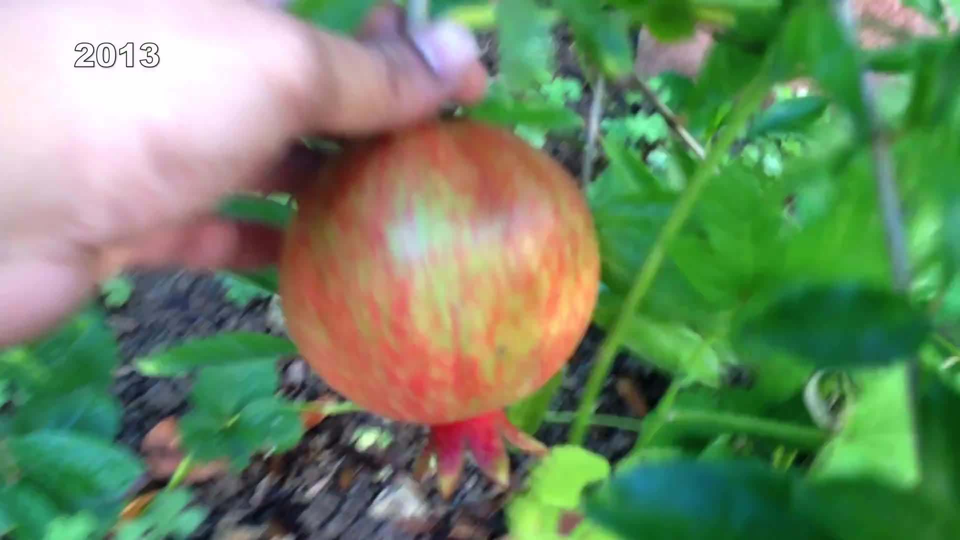 Harvesting Ripe Pomegranates