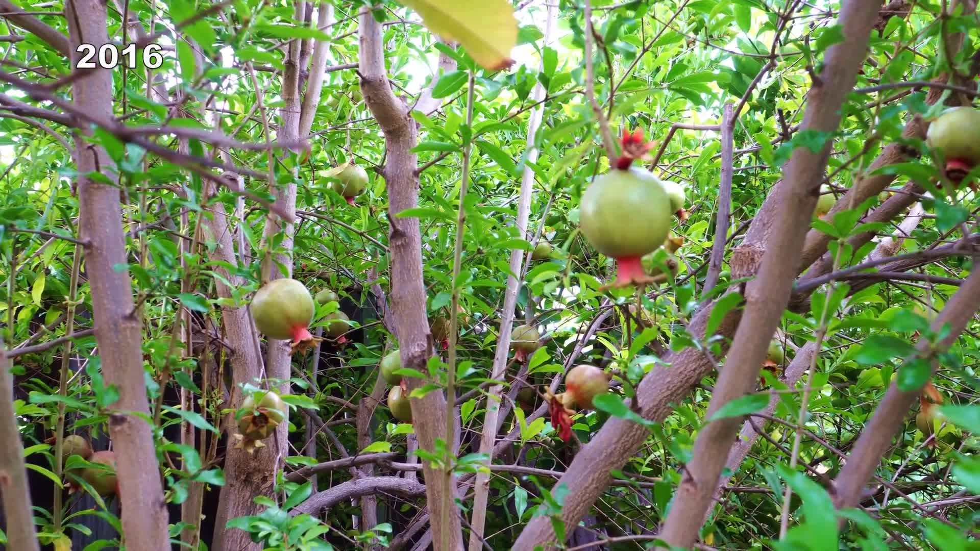 Harvested Pomegranates