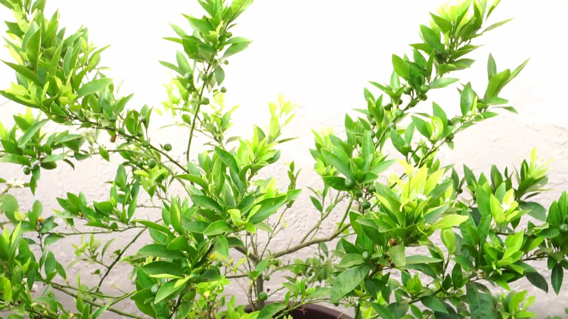 Identifying Common Citrus Pests