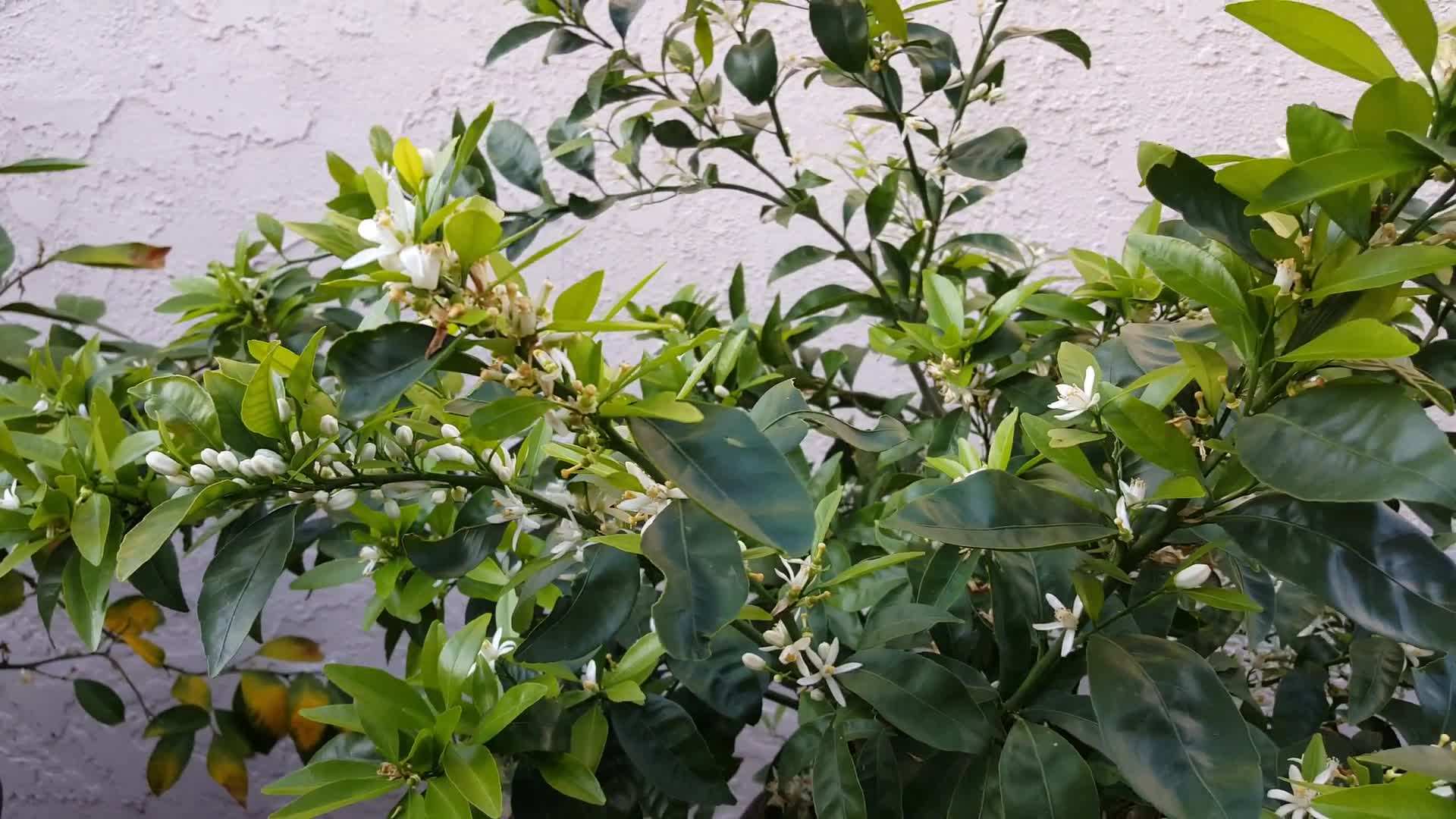 Applying Citrus Fertilizer