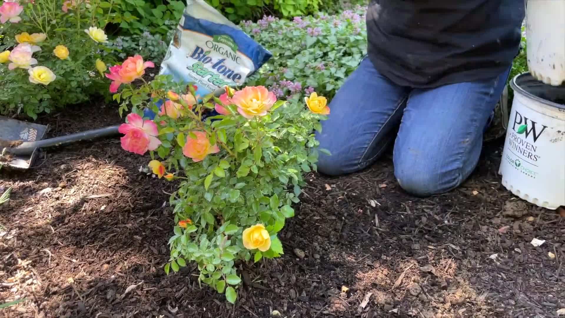 Applying mulch around the base of the roses