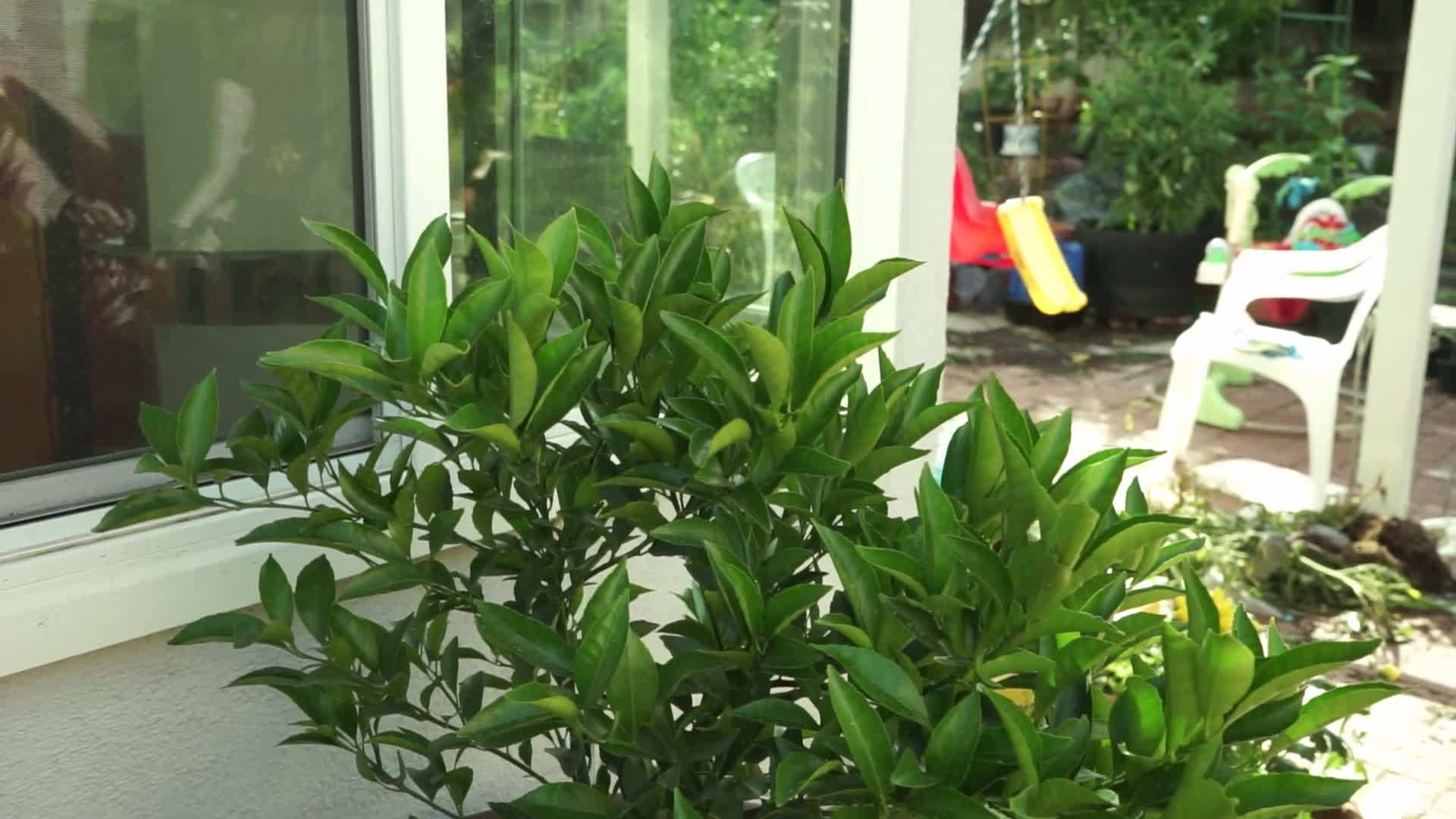 Proper Watering Techniques