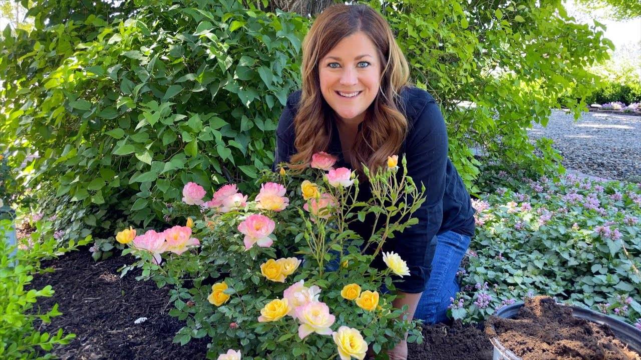 Planting Oso Easy Italian Ice Roses: A Step-by-Step Guide