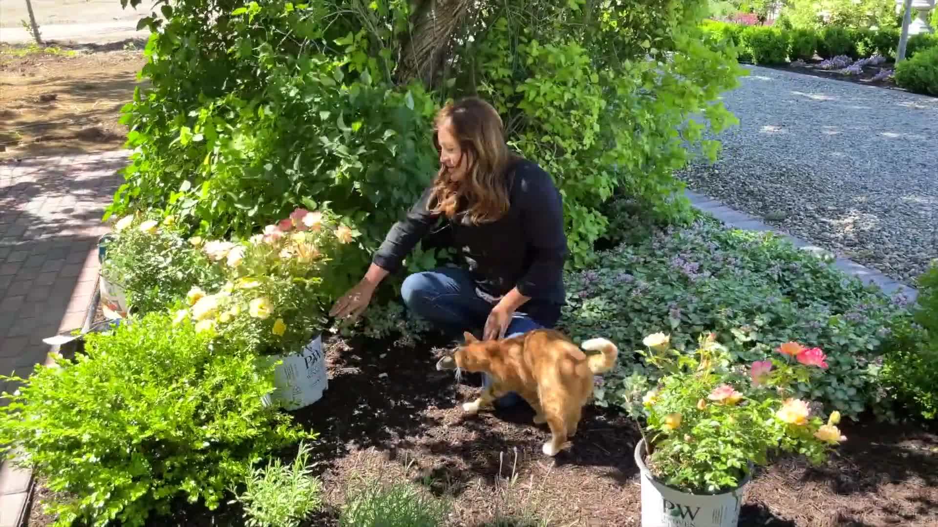 Applying Bio-tone Starter Plus to the soil