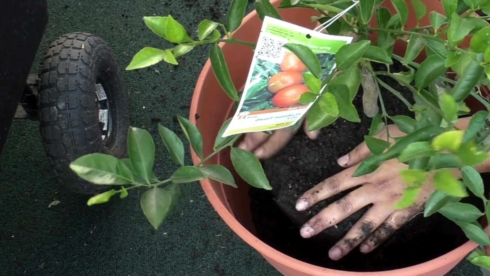 Preparing Well-Draining Soil