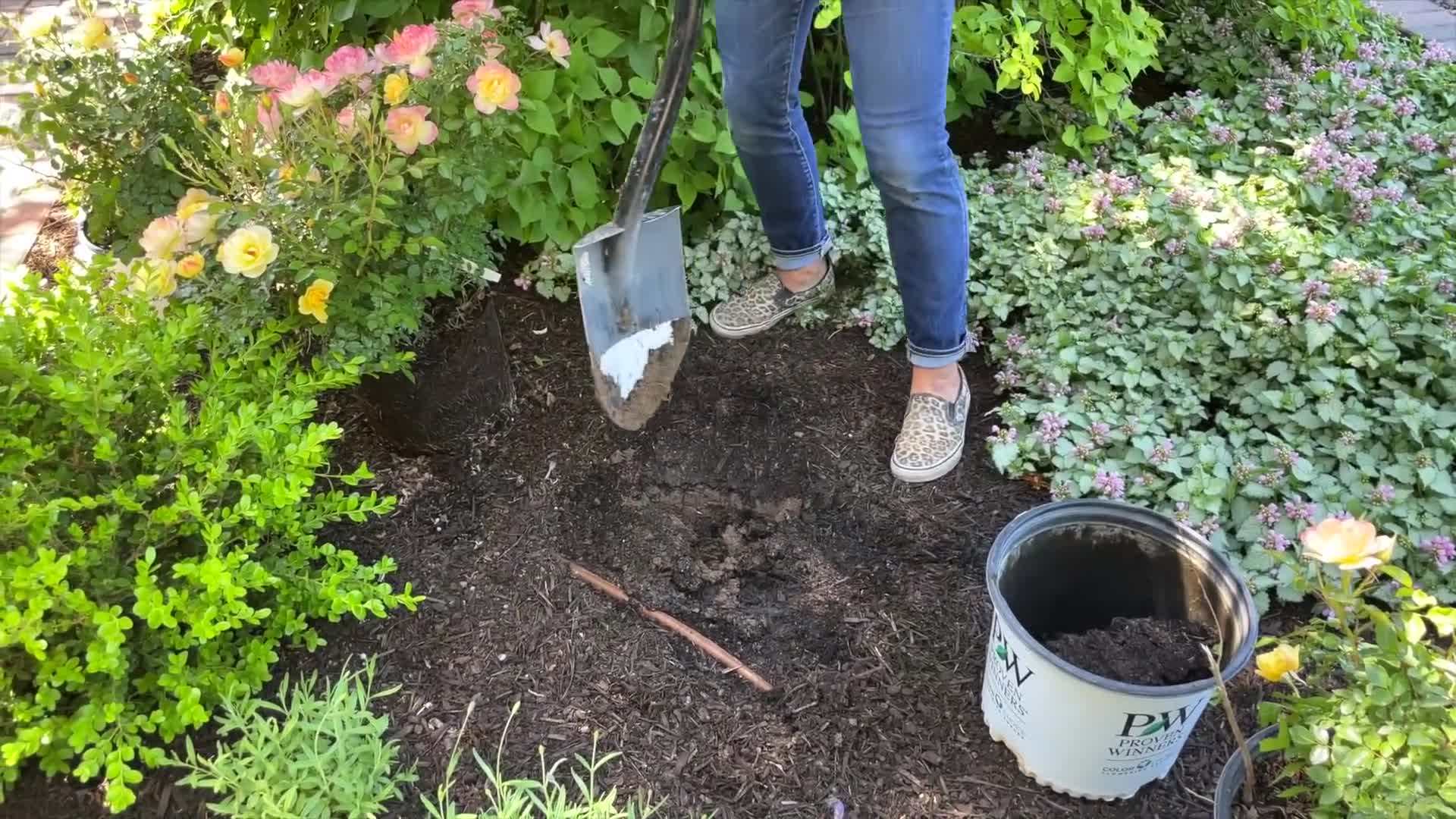 Planting Oso Easy Italian Ice Roses in the garden