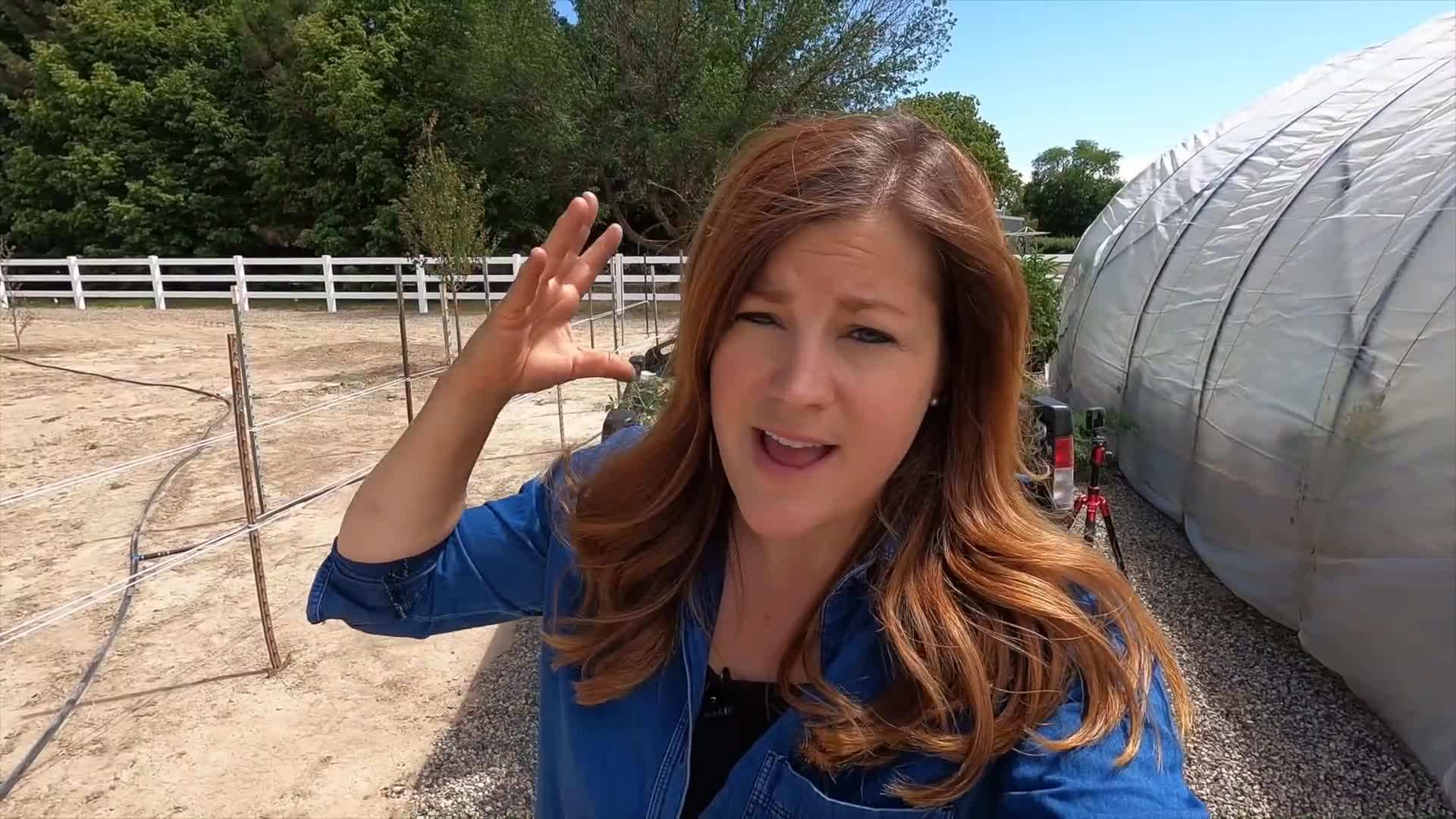 The Florida Weave staking system in action