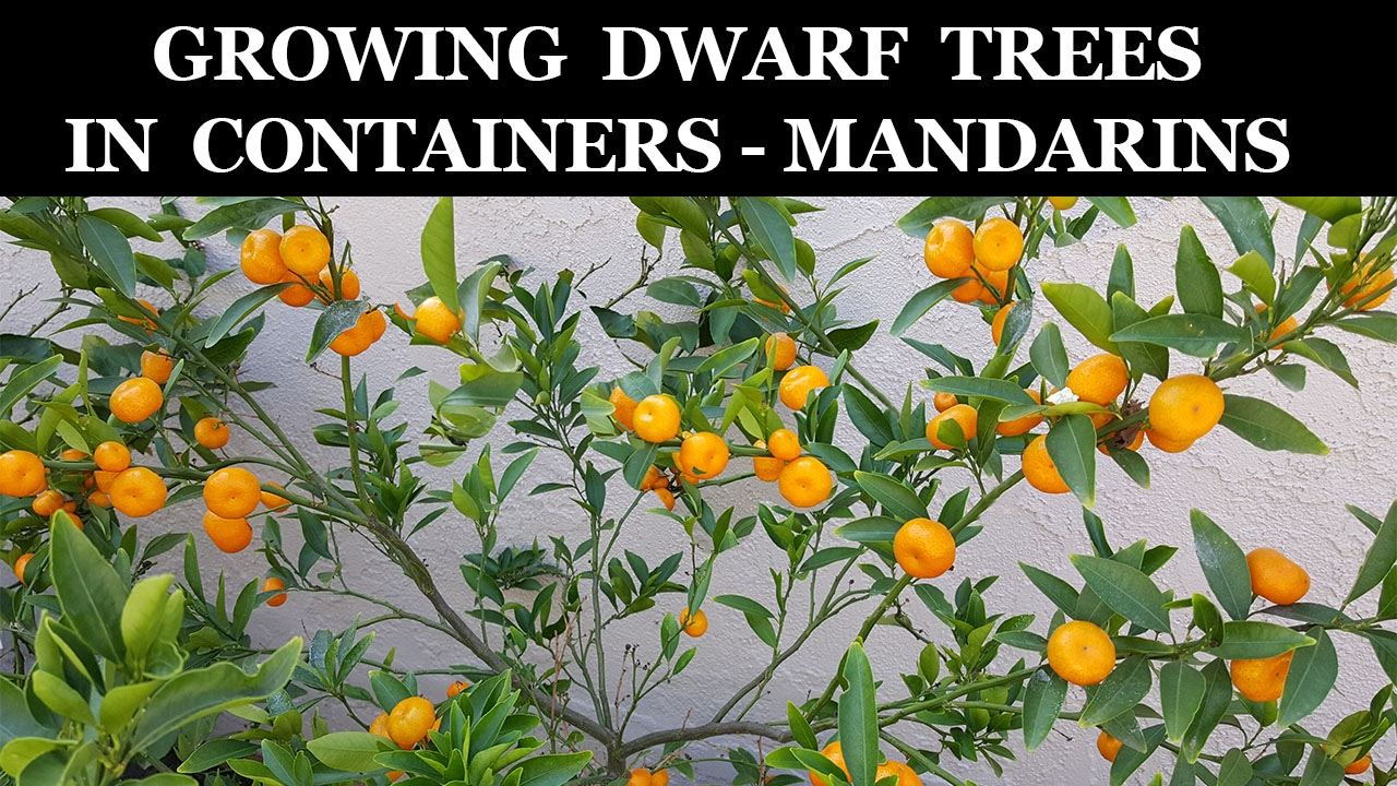 Growing Dwarf Citrus Trees In Containers - A Guide to Bountiful Harvests