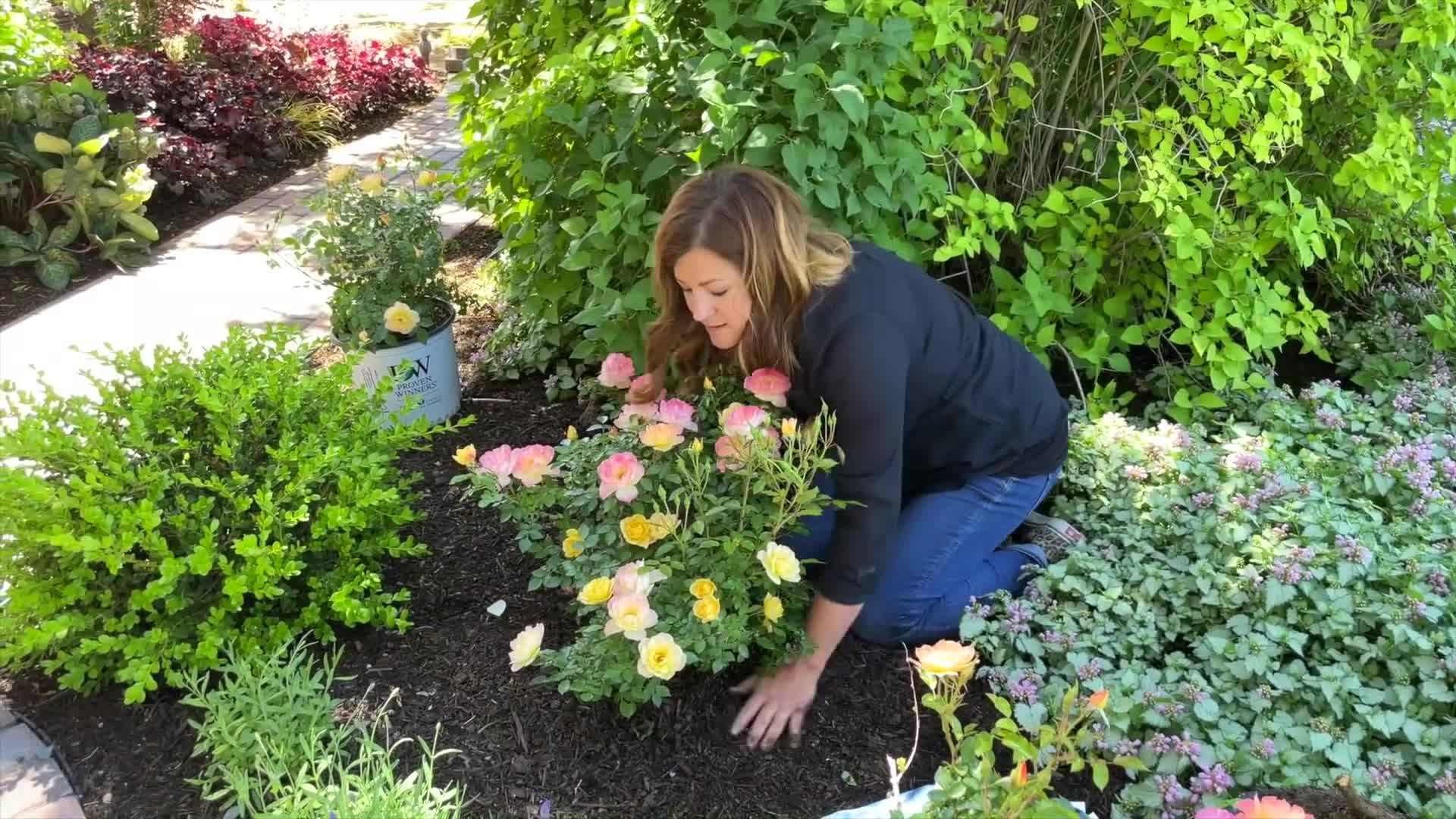 Watering Oso Easy Italian Ice Roses
